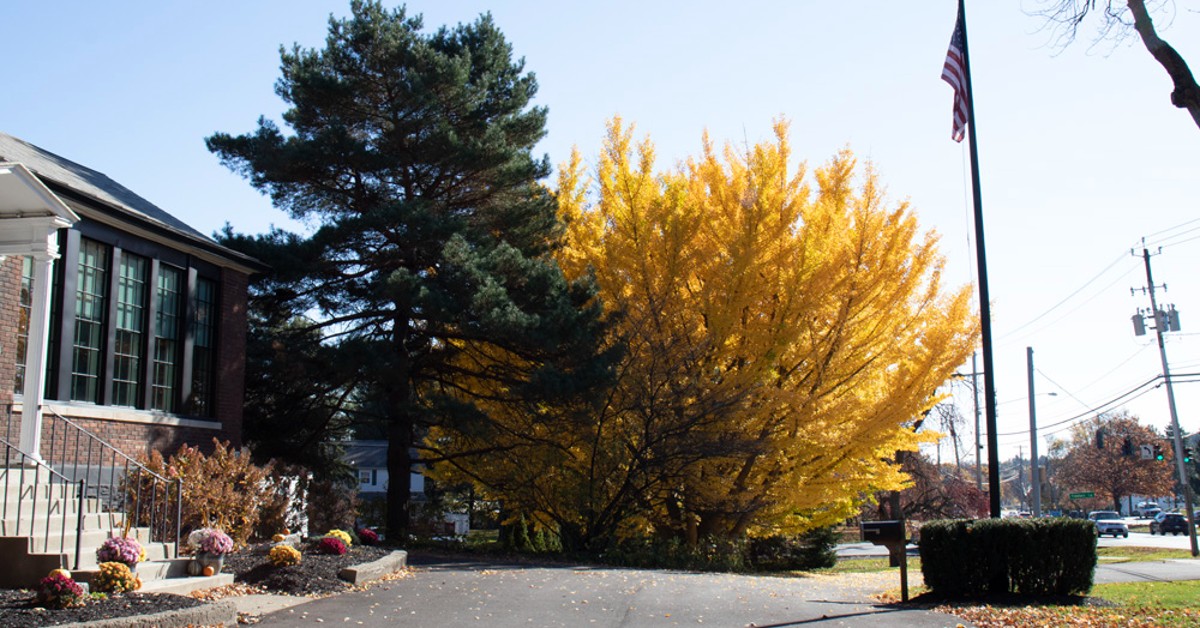 Article header for How Does an Ancient Tree Represent Our Brand?